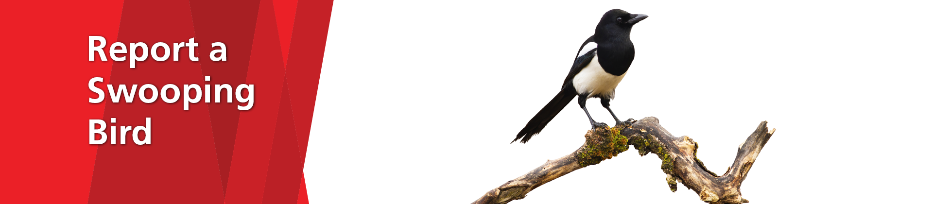 Report a swooping bird website promotional banner