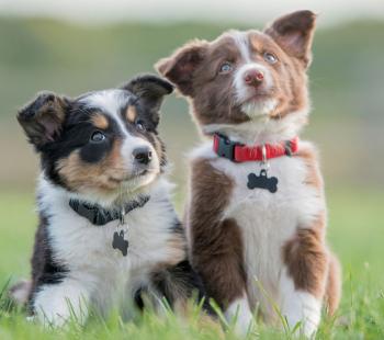 Puppies with collars